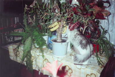 Фото - Алиса в банановой роще