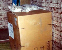 фото - кот Масик на коробке