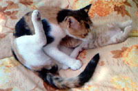 фото - дачные коты - кошка и ее котенок