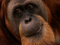 фото Кинг-конга - влюбленная обезьяна