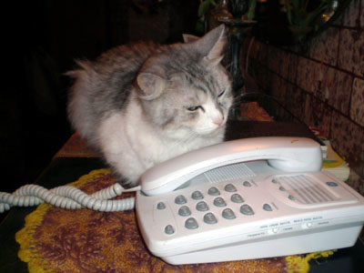 фото - кошка Алиса и телефон - 1