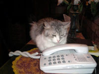 фото - кошка Алиса и телефон