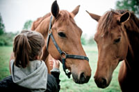 картинка девочка и лошади