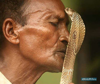 картина змея целует мужчину